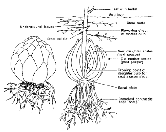 Bulb Planting Chart