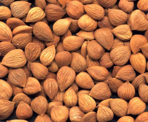 File:Apricotkernels1.jpg
