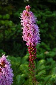 Liatris.jpg