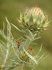 Artichokes.jpg