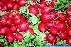 Radishes.jpg