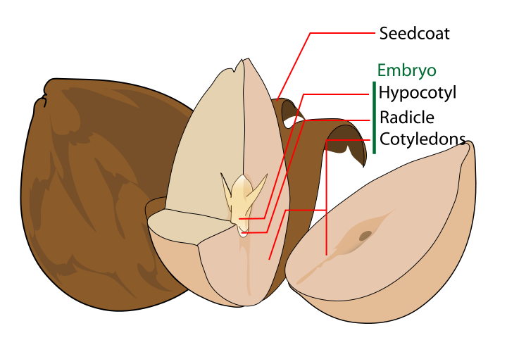Seeds-1.png