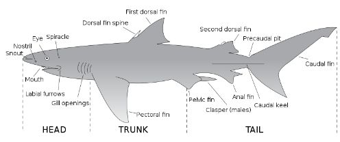 Shark-fins.jpg