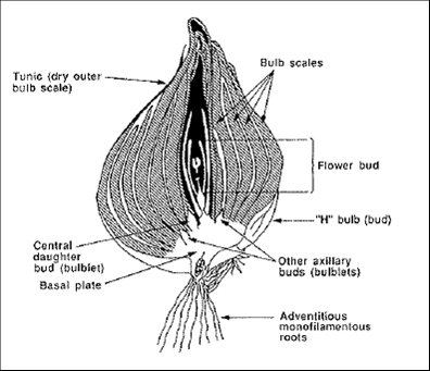 Flower bulbs 2.jpg