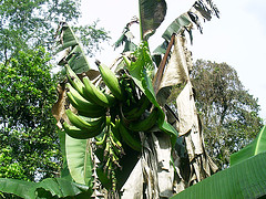 Plantains.jpg