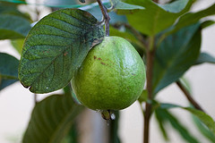 Guavas.jpg