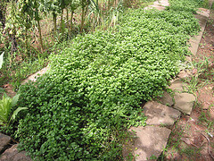 Watercress.jpg