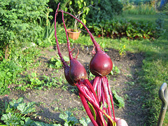 Beetroot.jpg