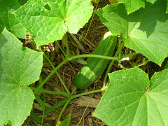 Cucumbers.jpg