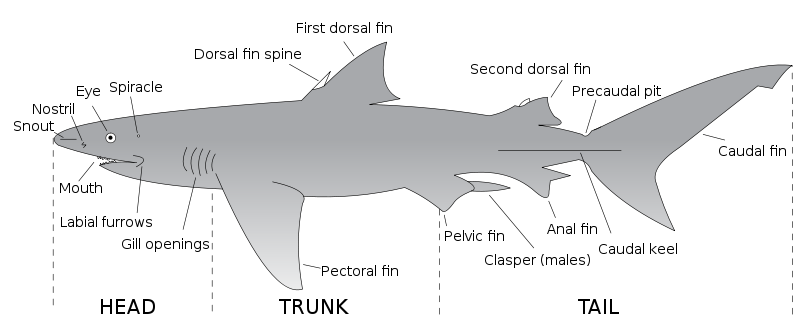 Shark fins-1.png