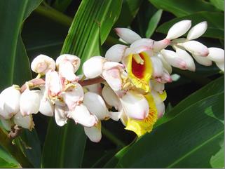 File:Ginger shell ginger.jpg