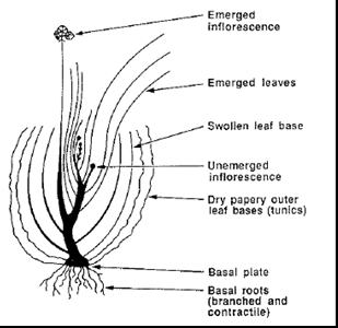 Flower bulbs 1.jpg