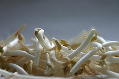 Bean sprouts.jpg