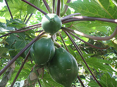 Papayas.jpg