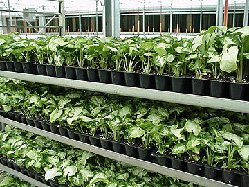 File:Foliage plants.jpg