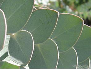 File:Eucalyptus silverdollartree.jpg