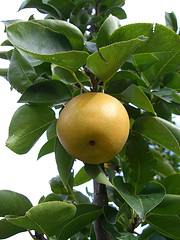 Asianpears.jpg