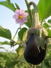 Eggplant.jpg