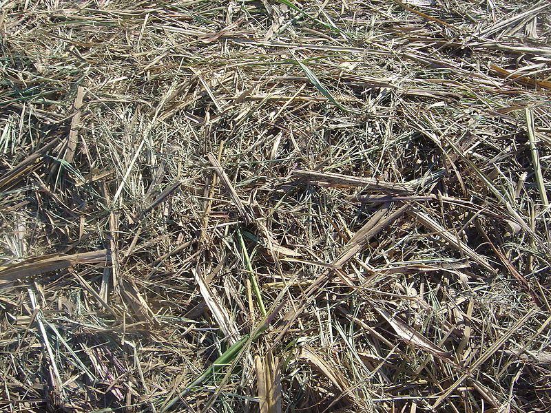 File:Bagasse.jpg
