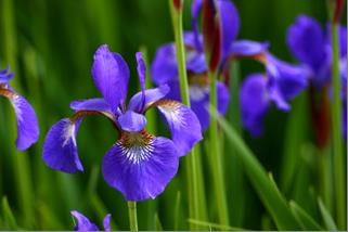 File:Iris.jpg