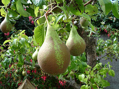 Pears.jpg