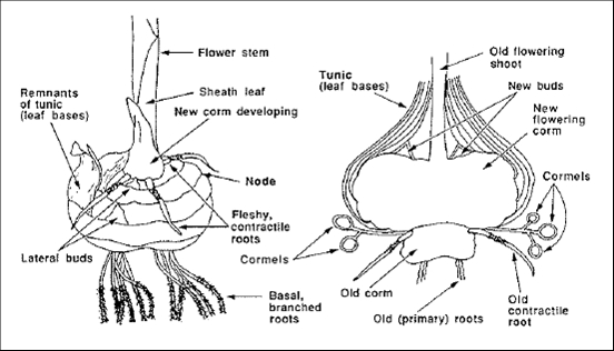 Flower bulbs 4.jpg