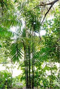Emerald palm.jpg