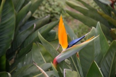 Bird-of-paradise.jpg