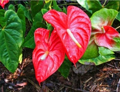 Anthurium.jpg