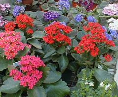 Flowering potted plants.jpg