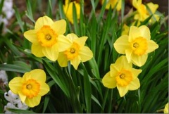 Daffodil.jpg