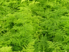 Asparagus fern.jpg