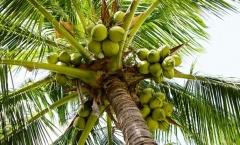 Coconuts-1.jpg