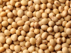 Soybeans.JPG