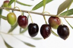 Olives-1.jpg