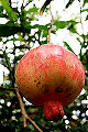 Pomegranates.jpg