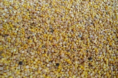 Quinoa.jpg