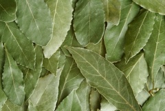 Bay leaves-1.jpg