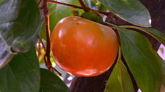 Persimmons.jpg