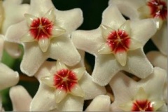 Waxflower.jpg