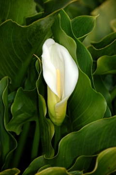 Calla lily.jpg