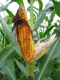 Corn.jpg