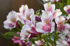 Alstroemeria.jpg