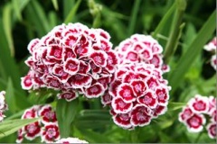 Sweet William.jpg