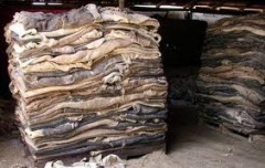 Hides and skins - Cargo Handbook - the world's largest cargo transport guidelines website Hides and skins - Cargo Handbook - the world's largest cargo transport guidelines website