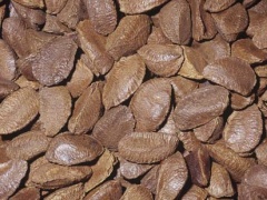 Brazil nuts-1.jpg