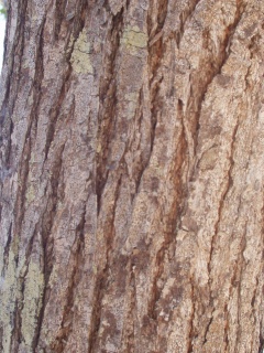 Mangrovebark.jpg