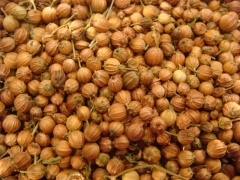 Coriander seed.jpg