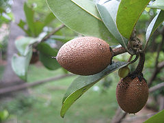 Sapodilla.jpg