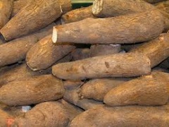 Manioc root-1.jpg